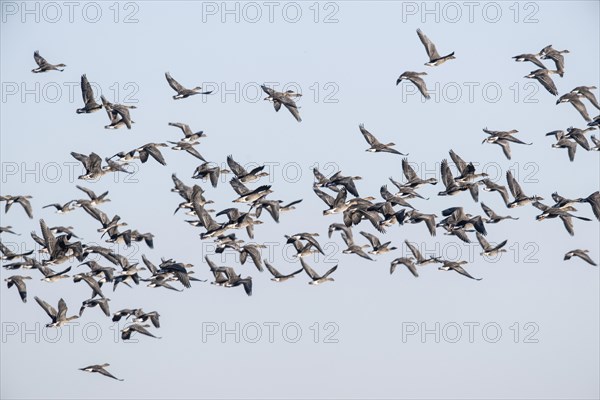 Bean geese (Anser fabalis), flying, Emsland, Lower Saxony, Germany, Europe