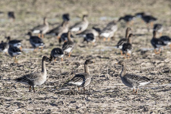 Bean Geese (Anser fabalis), Emsland, Lower Saxony, Germany, Europe