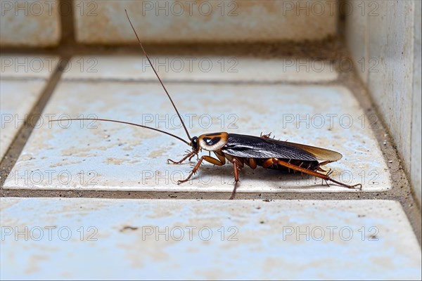 A cockroach (Blattodea) with long antennae stands in a corner on light blue tiles, AI generated, AI generated