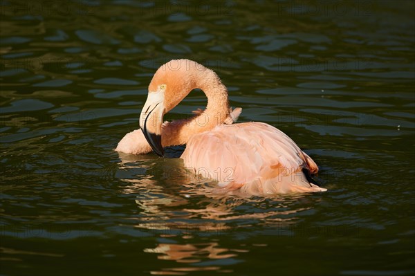 Chilean flamingo (Phoenicopterus chilensis) in the water, Bavaria, Germany, Europe