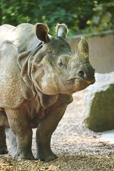 Square-lipped rhinoceros (Ceratotherium simum), captive, Bavaria, Germany, Europe