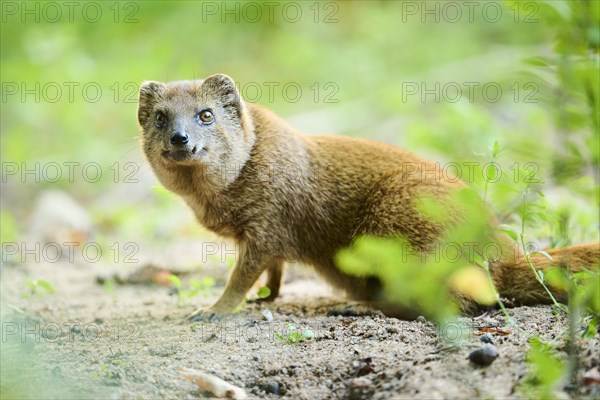 Ethiopian dwarf mongoose (Helogale hirtula) sitting on the ground, Bavaria, Germany, Europe