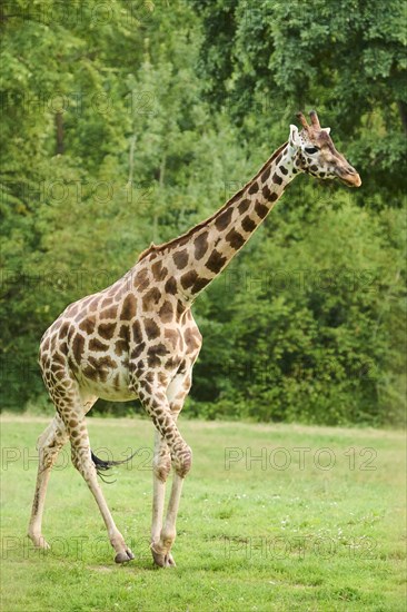 Reticulated giraffe (Giraffa camelopardalis reticulata) walking, captive, Germany, Europe