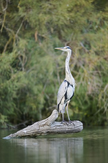 Grey heron (Ardea cinerea) standing on a tree trunk at the edge of the water, hunting, Parc Naturel Regional de Camargue, France, Europe