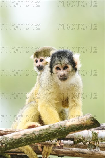 Black-capped squirrel monkey (Saimiri boliviensis) mother with he youngster, Germany, Europe