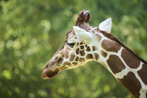 Reticulated giraffe (Giraffa camelopardalis reticulata), portrait, captive, Germany, Europe