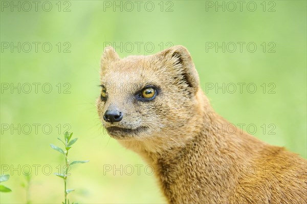 Ethiopian dwarf mongoose (Helogale hirtula), portrait, Bavaria, Germany, Europe