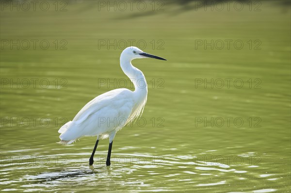 Little egret (Egretta garzetta) walking at the edge of the water, hunting, Parc Naturel Regional de Camargue, France, Europe