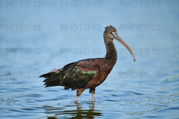 Glossy ibis (Plegadis falcinellus) walking in the water, hunting, Parc Naturel Regional de Camargue, France, Europe