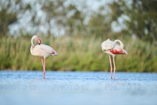 Greater Flamingos (Phoenicopterus roseus) standing in the water, Parc Naturel Regional de Camargue, France, Europe