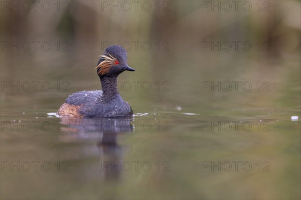 Black-necked Grebe (Podiceps nigricollis), El Taray wetland, Castilla-La Mancha, Spain, Europe