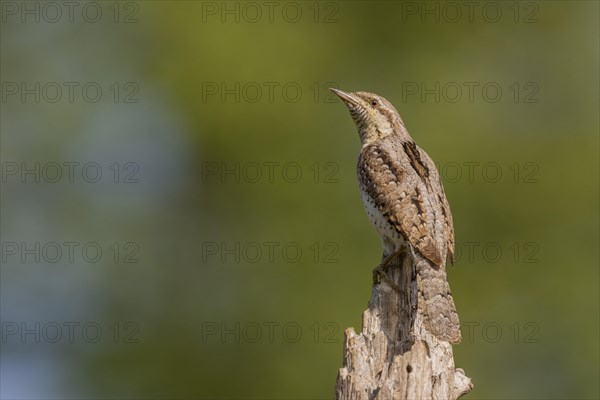 Eurasian wryneck (Jynx torquilla), on branch, Castile-Leon province, Spain, Europe