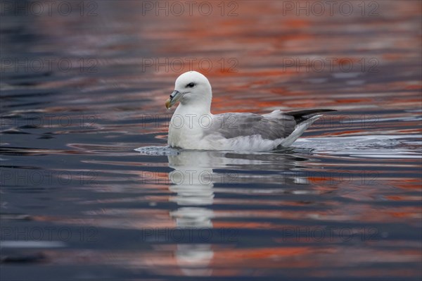 Northern fulmar (Fulmarus glacialis), swimming in the harbour basin, Iceland, Europe