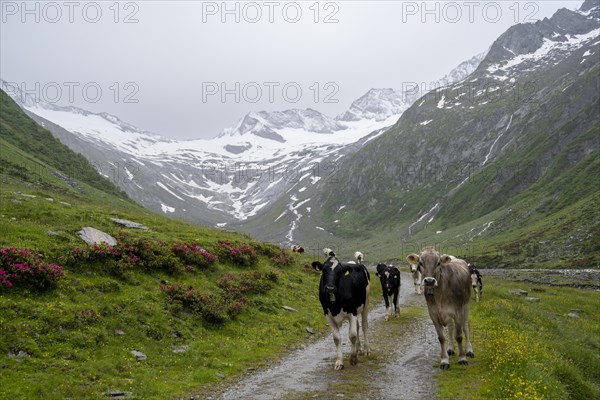 Cows on the alpine meadow, Schlegeisgrund valley, glaciated mountain peaks Hoher Weiszint and Schlegeiskees glacier, Berliner Hoehenweg, Zillertal, Tyrol, Austria, Europe