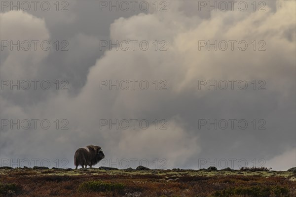 Musk ox (Ovibos moschatus) standing in front of the sky, clouds, autumn, Dovrefjell National Park, Norway, Europe