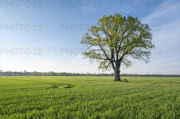 English oak (Quercus robur) standing in a field, blue sky, Lower Saxony, Germany, Europe