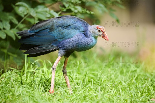 Western swamphen (Porphyrio porphyrio) on a meadow, Bavaria, Germany, Europe