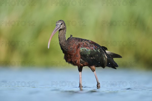 Glossy ibis (Plegadis falcinellus) walking in the water, hunting, Parc Naturel Regional de Camargue, France, Europe