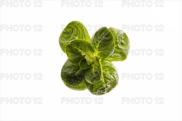 Field salad, studio shots on a white background