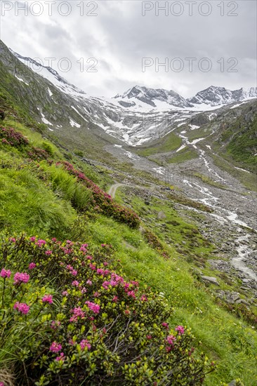 Alpine roses in bloom, view of the Schlegeisgrund valley, glaciated mountain peaks Hoher Weiszint and Dosso Largo with Schlegeiskees glacier, Berliner Hoehenweg, Zillertal, Tyrol, Austria, Europe