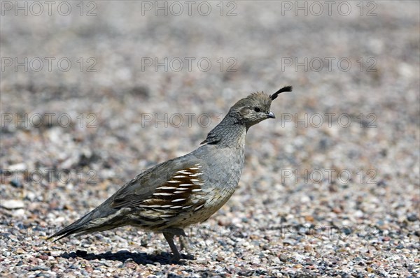 Gambel's quail (Callipepla gambelii, Lophortyx gambelii) female foraging in the desert, native to Southwestern United States