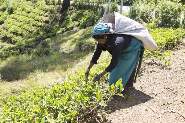 Female worker picking tea leaves on hillside, Nuwara Eliya, Central Province, Sri Lanka, Asia