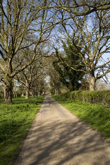 Long straight country road passing leafless trees, Sutton, Suffolk, England, UK