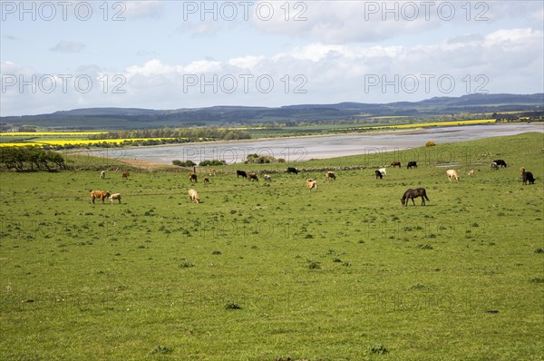 Cattle and horses grazing at Budle Bay, Northumberland coast, England, UK
