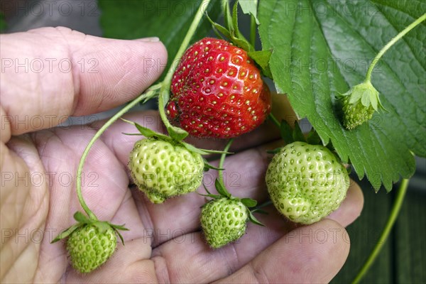 Ripe and unripe garden strawberries (Fragaria) held in hand of horticulturist in spring