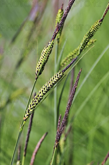 Tussock sedge (Carex elata, Carex stricta, Carex hudsonii)