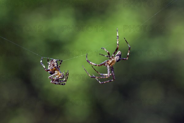 European garden spiders, diadem spider, cross spider, cross orbweaver (Araneus diadematus), courting male approaching female