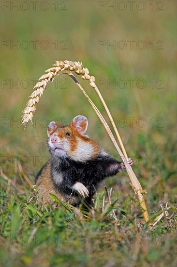 European hamster, Eurasian hamster, black-bellied hamster, common hamster (Cricetus cricetus) standing up to reach for wheat spike, ear in field