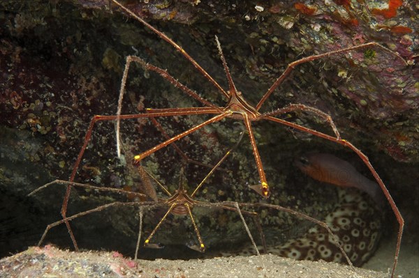 Pair of two specimens of Atlantic spider crab (Stenorhynchus lanceloatus) sitting in front of small cave dwelling living cave, Eastern Atlantic, Macaronesian Archipelago, Fuerteventura, Canary Islands, Canary Islands, Spain, Europe