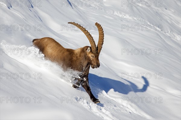 Alpine ibex (Capra ibex) male with large horns running down mountain slope in deep snow in winter, Gran Paradiso National Park, Italian Alps, Italy, Europe