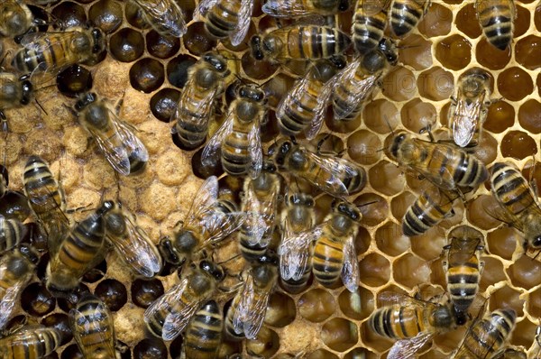 Honey bee workers (Apis mellifera) on comb showing capped and uncapped cells containing honeybee larvae