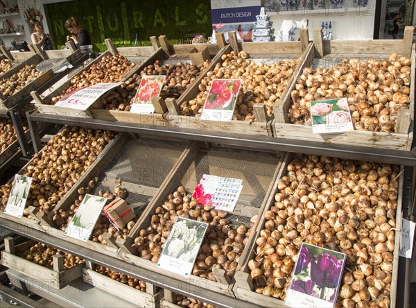 Trays of tulip bulb varieties on display, Rotterdam, Netherlands