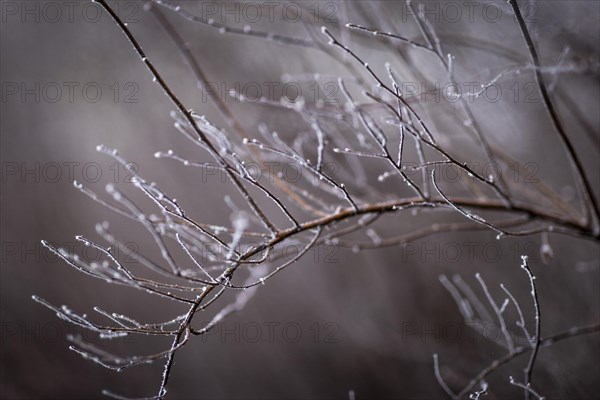 The bushes in Berlin are frozen on Thursday morning. There is currently an official warning of icy conditions and permafrost. Berlin, 11.01.2024