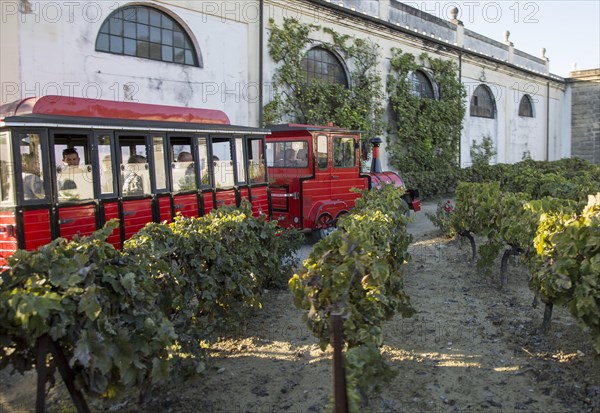 Tour group train passing grapes growing in vineyard at Gonzalez Byass bodega, Jerez de la Frontera, Cadiz province, Spain, Europe