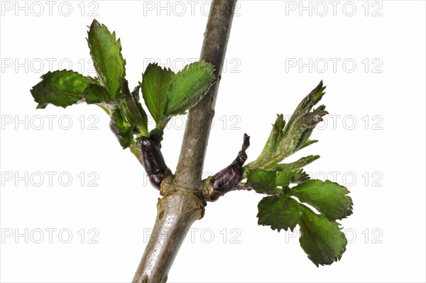 European Black Elderberry, Elder (Sambucus nigra) buds opening and leaves emerging, Belgium, Europe