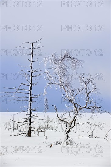 Snow covered burned trees in frozen moorland at Noir Flohay in the nature reserve High Fens, Hautes Fagnes in winter, Belgian Ardennes, Belgium, Europe