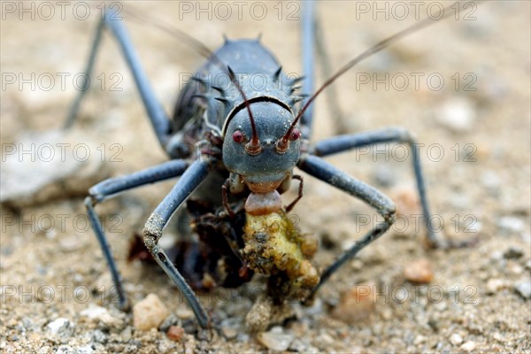 Armoured ground cricket, armored bush cricket (Acanthoplus discoidalis) eating prey, Namibia, South Africa, Africa