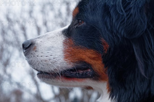 Close-up of the face of a dog, Bernese Mountain Dog, with sharp details, Stuttgart, Baden-Wuerttemberg, Germany, Europe