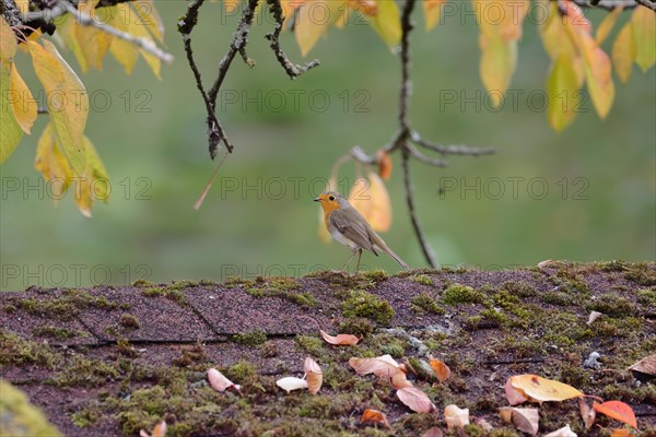 A robin stands on a moss-covered roof surrounded by autumn leaves, Stuttgart, Germany, Europe