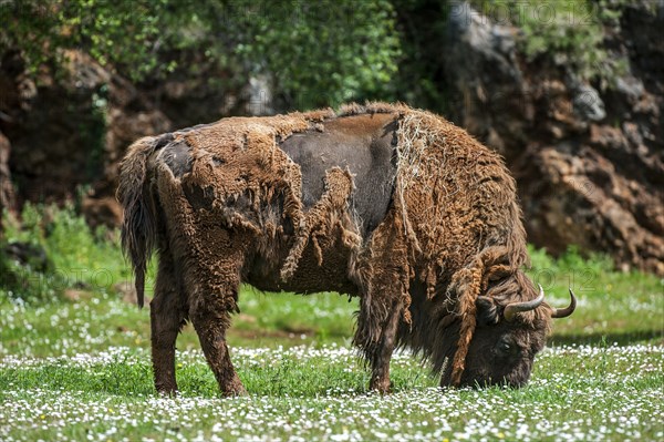 Moulting European bison, Wisent (Bison bonasus) grazing grass in meadow in spring, Cabarceno Natural Park, Penagos, Cantabria, Spain, Europe