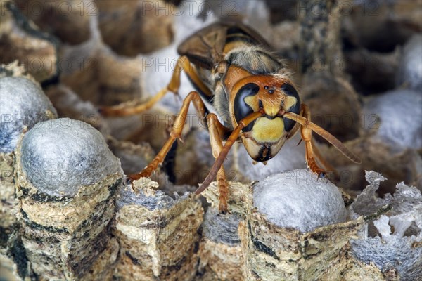 European hornet (Vespa crabro) on brood cells in paper nest