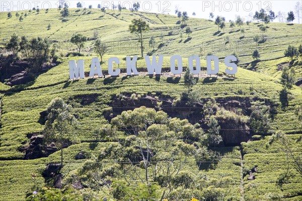 Mackwoods tea estate sign, Nuwara Eliya, Central Province, Sri Lanka, Asia