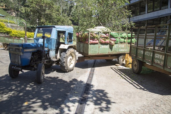 Freshly picked tea leaves arriving at Mackwoods tea estate factory, Nuwara Eliya, Central Province, Sri Lanka, Asia