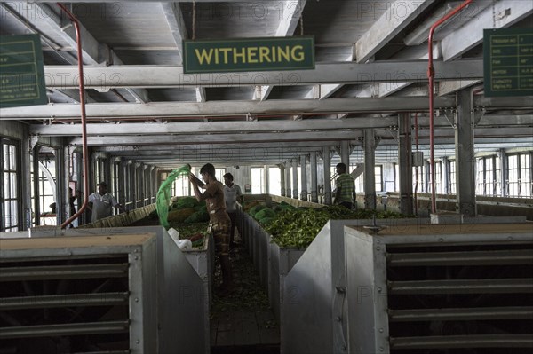 Mackwoods tea estate factory, Nuwara Eliya, Central Province, Sri Lanka, Asia