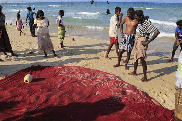 Traditional fishing hauling nets Nilavelli beach, near Trincomalee, Eastern province, Sri Lanka, Asia