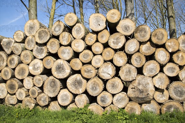 Stacked timber piled up, Sutton, Suffolk, England, UK